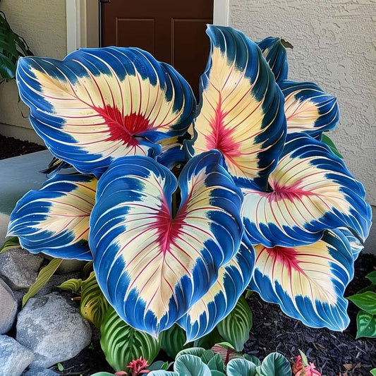 Cebule Alokazji Północnoszafirowej – Olbrzymie🍃Odmień swoją przestrzeń dzięki tropikalnemu majestatowi