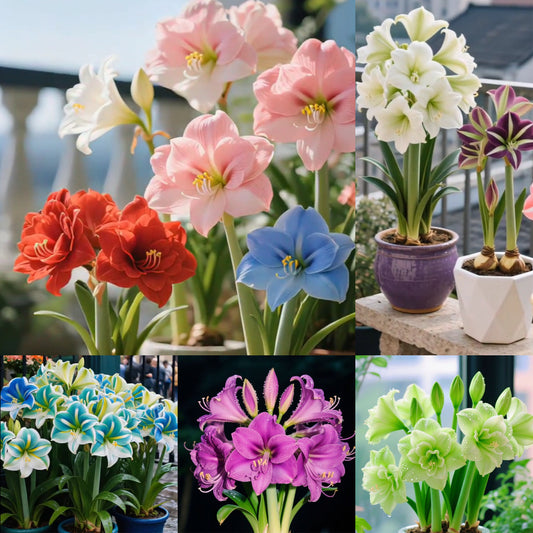 Cebule amarylisów perfumowanych o podwójnych płatkach