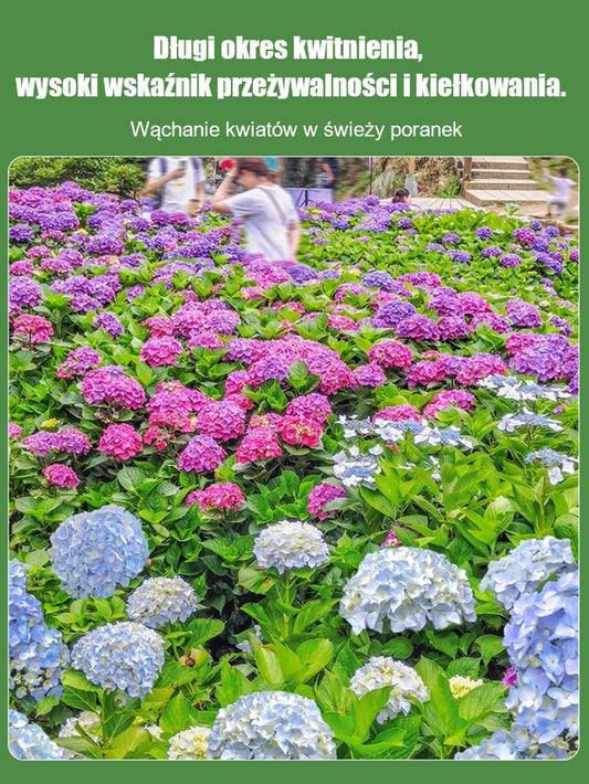 Nasiona hortensji kwitną przez cały rok