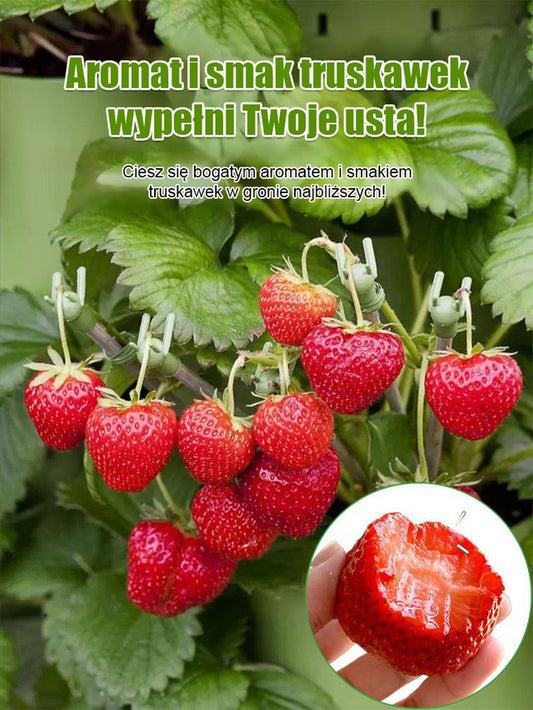 Czterosezonowe nasiona truskawek śmietankowych
