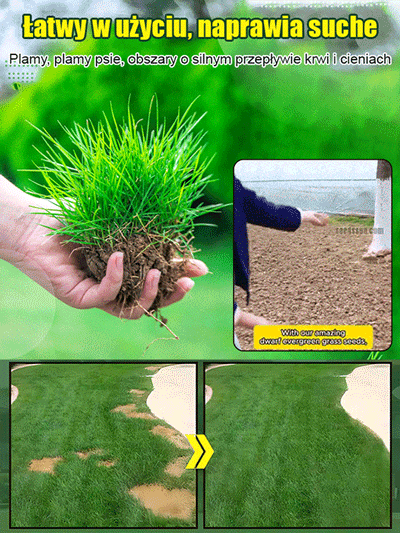 Nasiona trawnika wiecznie zielonego