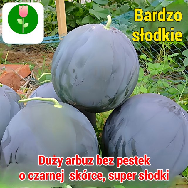 【Słodsze niż miód】Czarne bezpestkowe nasiona arbuza wysokoplennego