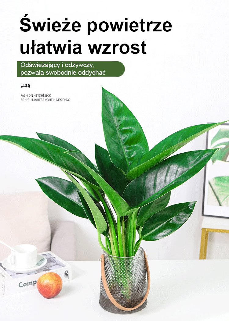 Złoty diament rośliny zielone【Król uzdrawiania płuc】