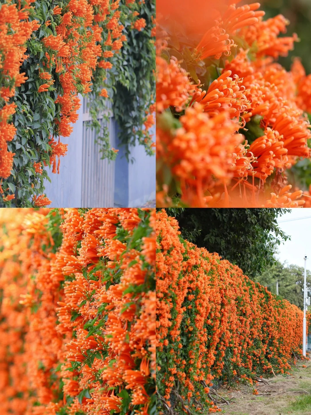 Nasiona kwiatów petardy