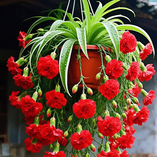 Nasiona/cebulki rośliny pająka Grand Bloom 💐 Wiszące arcydzieło natury pełne koloru i wdzięku