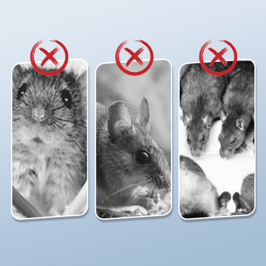 Wielokrotnego użytku pułapka na szczury z wysoce czułym mechanizmem wyzwalającym