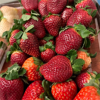 Nasiona truskawek Black Pearl