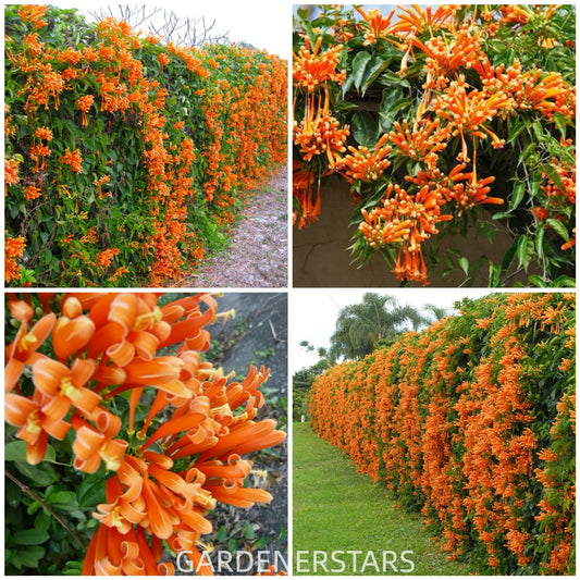 Nasiona kwiatów petardy