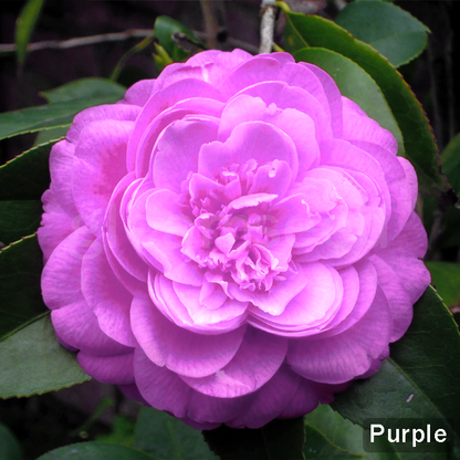 ✨Nasiona kwiatów kamelii – 8 romantycznych kolorów, piękno kwitnącego zimą