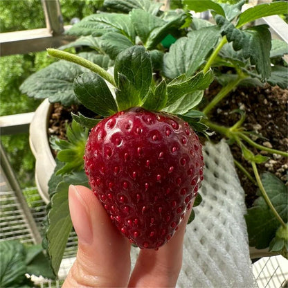 Nasiona truskawek Black Pearl