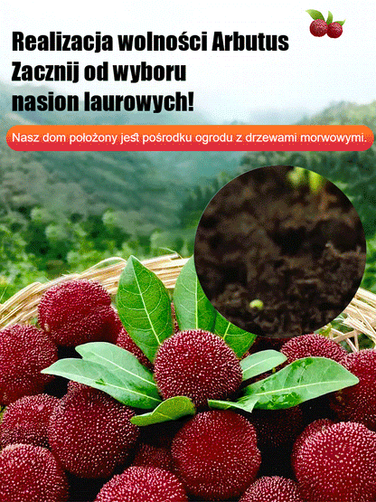 Domowy ogród sadzenie nasion śliwki Dongkui