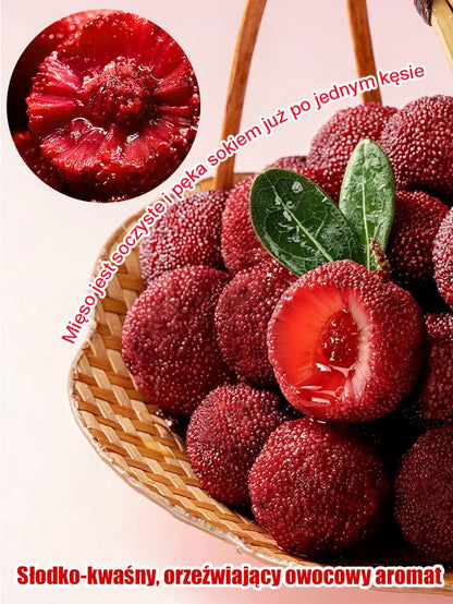 Domowy ogród sadzenie nasion śliwki Dongkui