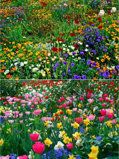 🔥Ostatni dzień wyprzedaży💐Mieszane nasiona kwiatów bylinowych - ponad 60 rodzajów mieszanych