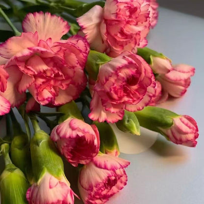 Zapachowy urok ogrodu – uprawiaj klasyczne goździki, które zachwycają o każdej porze roku🌺