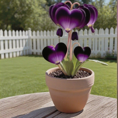 Cebulki życzeń: rzadkie kwiaty w limitowanej edycji 🌸 | Magia hydroponicznej i glebowej uprawy dla szczęścia, urody i szczęścia 🍀✨