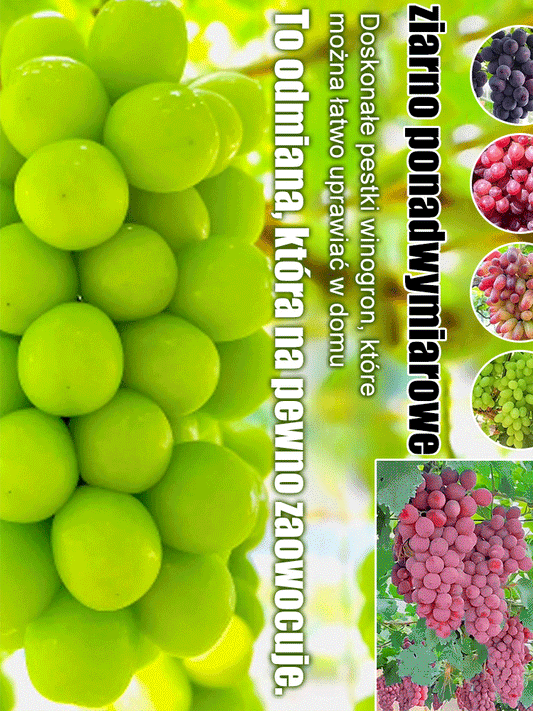 Rodzinne ogrodnictwo nasiona winogron Rubin amerykańskie zielone winogrona