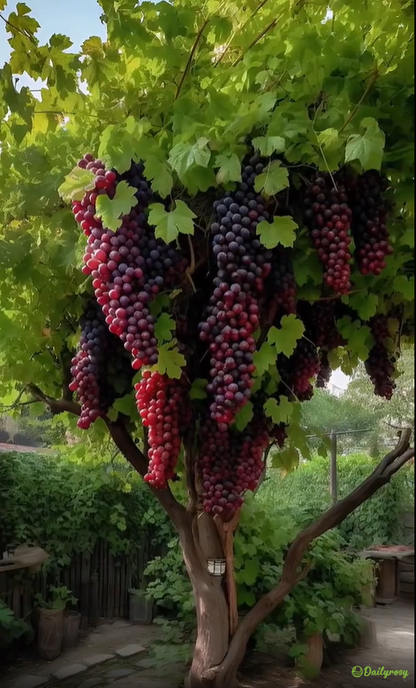 Olbrzymie nasiona winorośli: o cienkiej skórce, duże i bezpestkowe 🍇🌿