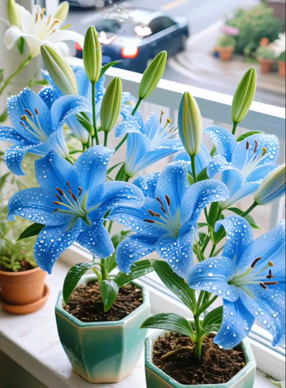 🌺Rzadkie cebule lilii — świeże i słodkie