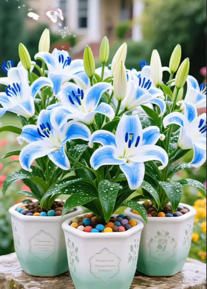 🌺Perfumowane cebulki lilii – świeże i słodkie