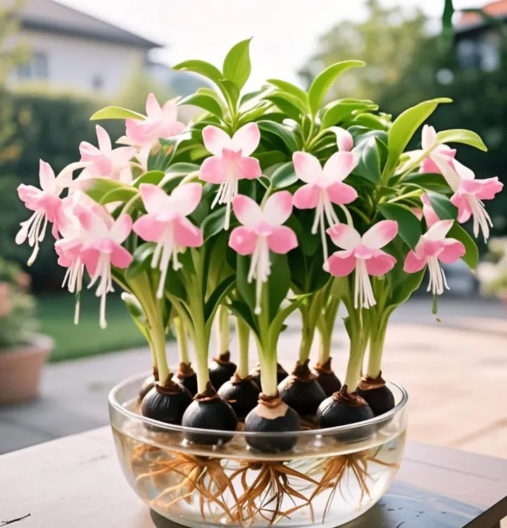 Cebulki kwiatów latarniowych Phalaenopsis