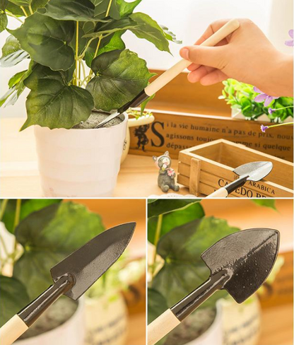 Cebulki kwiatów latarniowych Phalaenopsis