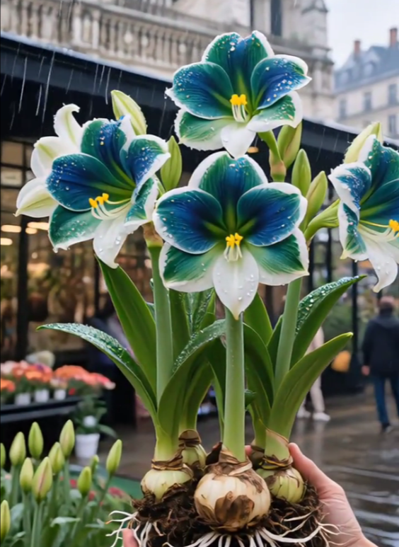 Cebule amarylisów perfumowanych o podwójnych płatkach