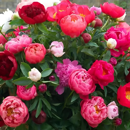 🌸 Podwójnie pnąca piwonia, mrozoodporna bylina ogrodowa do piękna w pomieszczeniach i na zewnątrz