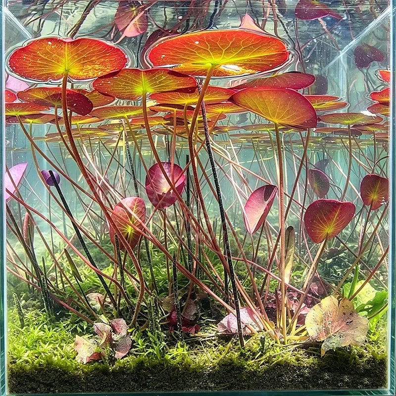 🐟Hydroponiczne korzenie czerwonego lotosu🌿 Zmień swoje akwarium w żywy ogród