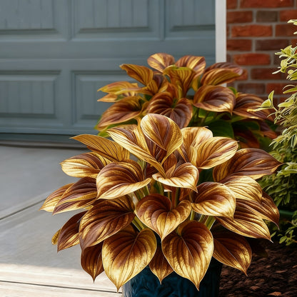 🌈🔥 Limitowana edycja host Rainbow Flame – rzadkie wielokolorowe liście, dostępne wyłącznie w naszym sklepie 🌸