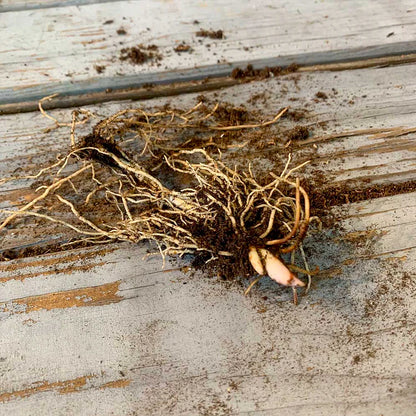 💐LILIA DOLINY – SZCZĘŚCIE PRZYBYWA