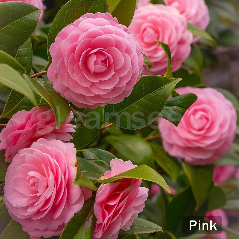 ✨Nasiona kwiatów kamelii – 8 romantycznych kolorów, piękno kwitnącego zimą