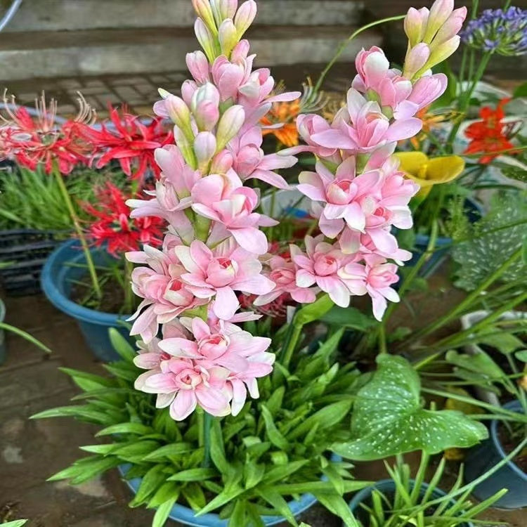 Tuberoza podwójna 🌸- Duży kwiat cebulowy