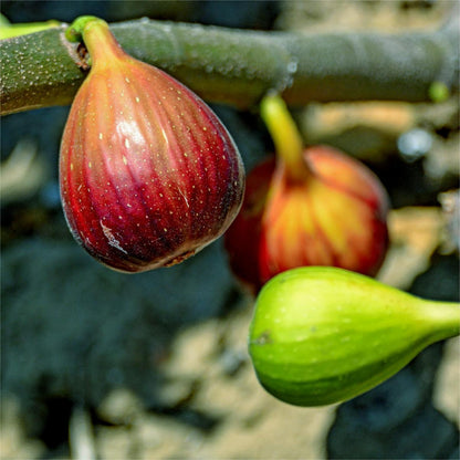 Nasiona fig SweetHarvest