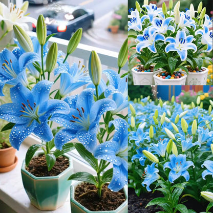 🌺Perfumowane cebulki lilii – świeże i słodkie