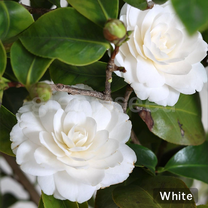 ✨Nasiona kwiatów kamelii – 8 romantycznych kolorów, piękno kwitnącego zimą