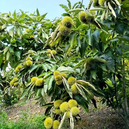 Nasiona kasztanowca karłowatego – słodkie i aromatyczne orzechy