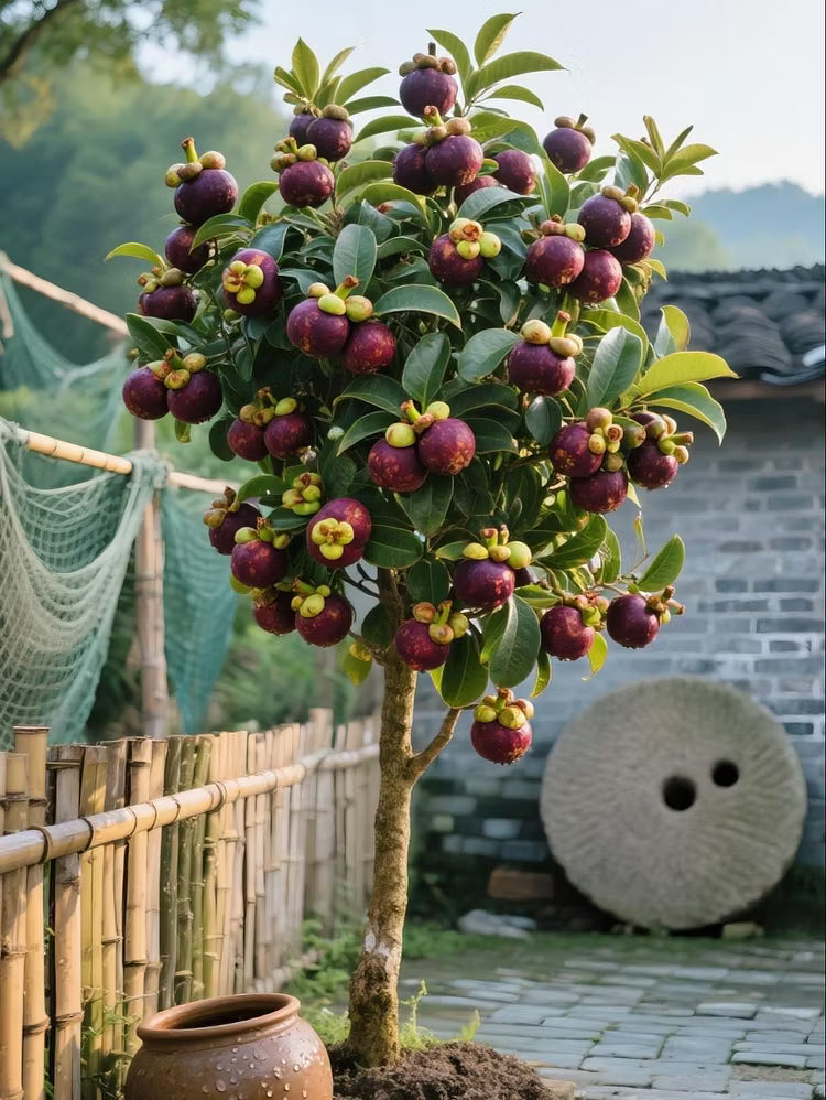 👑 Sadzonka drzewa mangostanu Purple Crown – uprawiaj wyjątkowe fioletowe owoce w domu