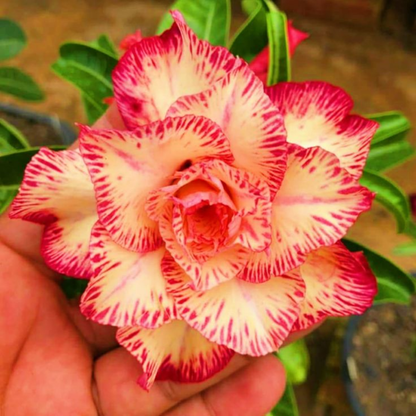 🎁Cebule róży pustynnej🌵Bardzo łatwa pielęgnacja! 🌸Cebule Adenium Obesum