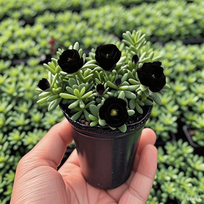 Cebule storczyka różanego o podwójnych kwiatach – odporne na zimno i pachnące