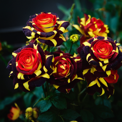 Rzadka róża "Firebird" - Love Flower