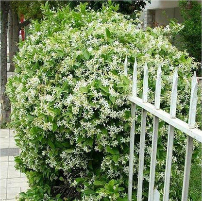 OSTATNI DZIEŃ PROMOCJI - 35% ZNIŻKI 🌸 Roślina doniczkowa Jaśmin (🌱Gwarancja przetrwania: Darmowa wymiana🌿)