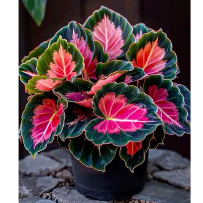 🌿 Kolorowe nasiona funkii – król cienia w ogrodzie! 🌿