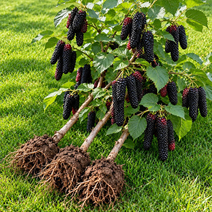 🌳 Giant Red & Black Mulberry Tree Saplings – Grow Sweet Berries at Home 🌿