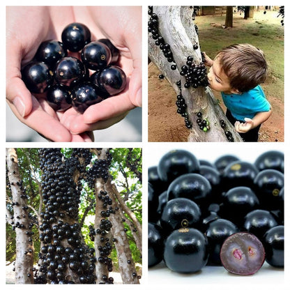 Nasiona winogron Jabuticaba