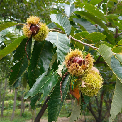 Nasiona kasztanowca karłowatego – słodkie i aromatyczne orzechy