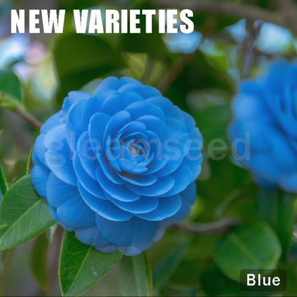 ✨Nasiona kwiatów kamelii – 8 romantycznych kolorów, piękno kwitnącego zimą