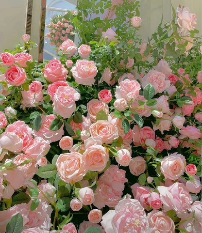 🌺Nasiona róży pnącej