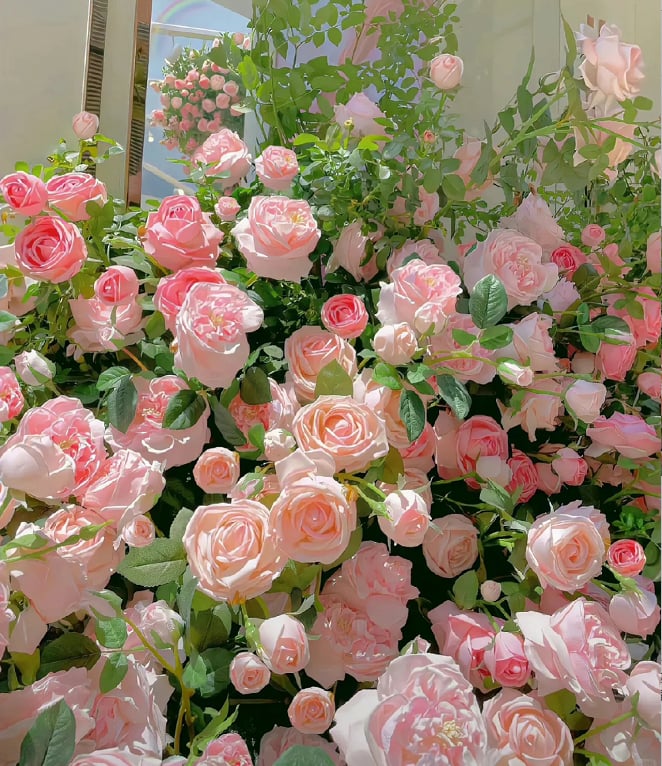 🌈 Róże pnące najwyższej jakości 🌹 Szybko rosnące, łatwe w pielęgnacji i bardzo pachnące ✨ Idealne do każdego ogrodu