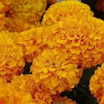 Nasiona hortensji: Odkryj piękno natury