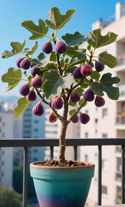 Nasiona fig SweetHarvest